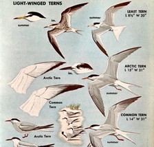 Light Winged Terns Birds Varieties And Types 1966 Color Art Print Nature... - $19.99