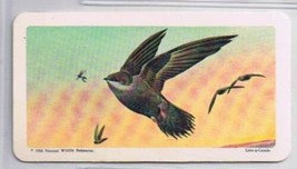 Brooke Bond Red Rose Tea Card #2 Chimney Swift Canadian American Songbirds - £0.76 GBP
