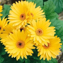 200 Yellow Gerbera Daisy Seeds for Garden Planting  - £6.33 GBP