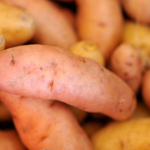 Russian Banana Fingerling Potato Bonsa Organic 100 PCS Seeds - £10.72 GBP