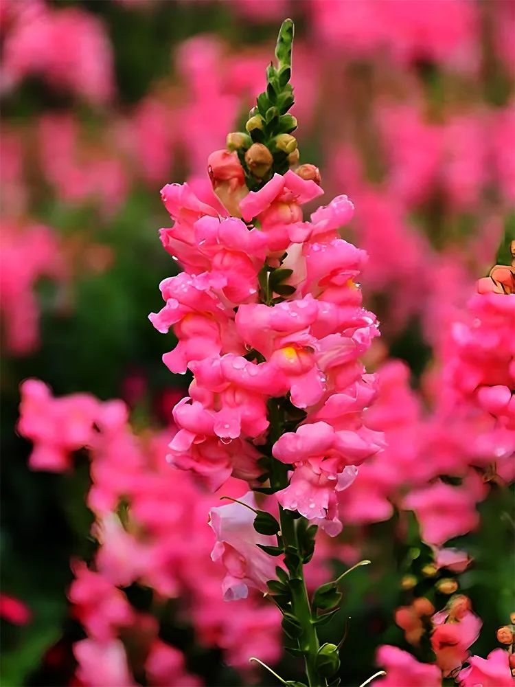 From US 500 Tall Pink Snapdragon Seeds- USA Grown -Non GMO - $7.99