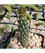 Opuntia Parryi Serpentina Cactus Cacti Succulent Live Plant in a 4&quot; Pot - $1,063.59 MXN