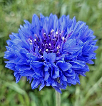 Blue Tall Bachelor Button Cornflower Cyanus Edible Corn Flower Fresh Seeds USA - $14.95