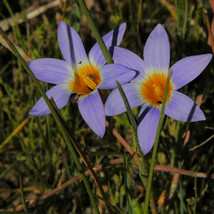 5 Seeds Romulea Tabularis Flowers 5 Seeds Fresh - £14.94 GBP