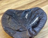 Vintage Plant Fossil Rock Leaf Imprint KG JD - £15.50 GBP