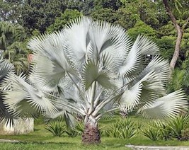 USA Seller 5 Silver Saw Palmetto Serenoa Repens American Dwarf Palm Tree... - £14.22 GBP