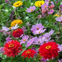 100 Seeds Of Cosmic Zen Mix Zinnia &amp; Cosmos Flowers Bees Butterflies Love - £7.03 GBP