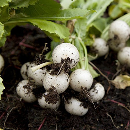 COOL BEANS N SPROUTS - Radish Seeds, White Beauty Radish, Radish Seeds, 1 oz See
