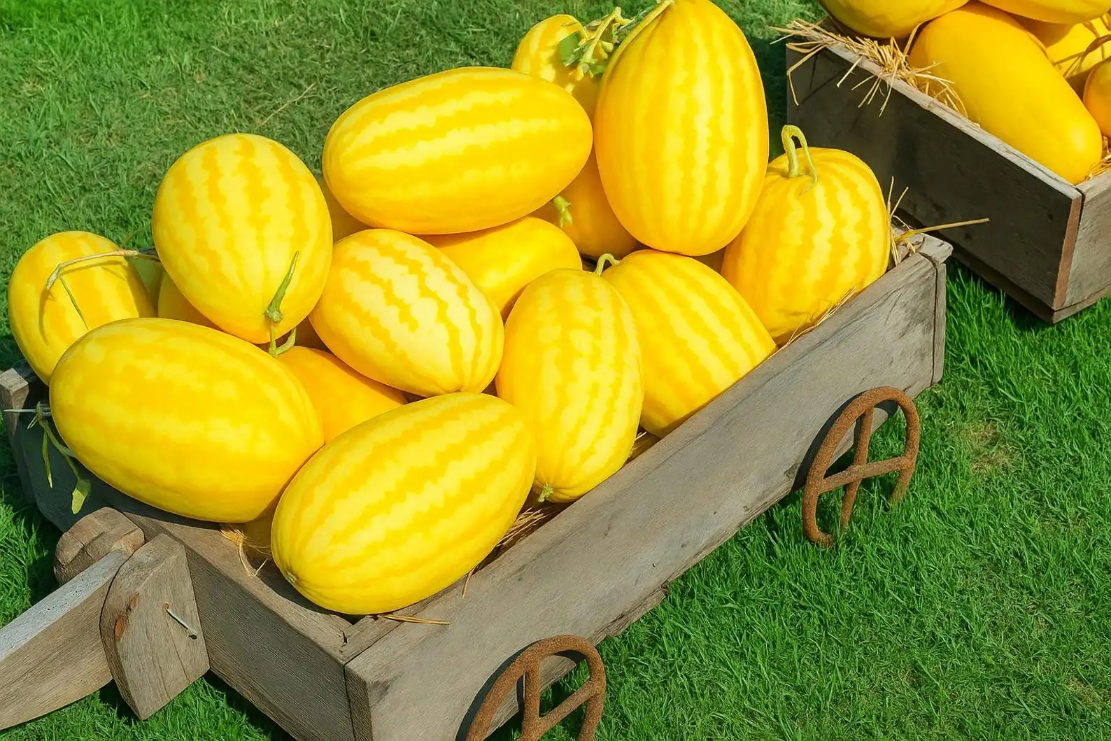 50 Gold In Gold Hybrid Watermelon Seeds, Sweet Crisp Fruit, Non-GMO - €11,11 EUR