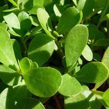 New 2000 Green Purslane Seeds Healthy Herb Portulaca Oleracea Fresh USA Garden - $5.98