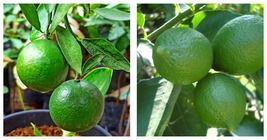 Grafted Persian lime Treein half Gallon Pot Cirus x Latifolia, Bearss Lime - $84.99