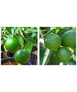 Grafted Persian lime Treein half Gallon Pot Cirus x Latifolia, Bearss Lime - $117.99