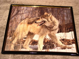 WOLF 8X10 FRAMED PICTURE PRINT #2 - £10.16 GBP