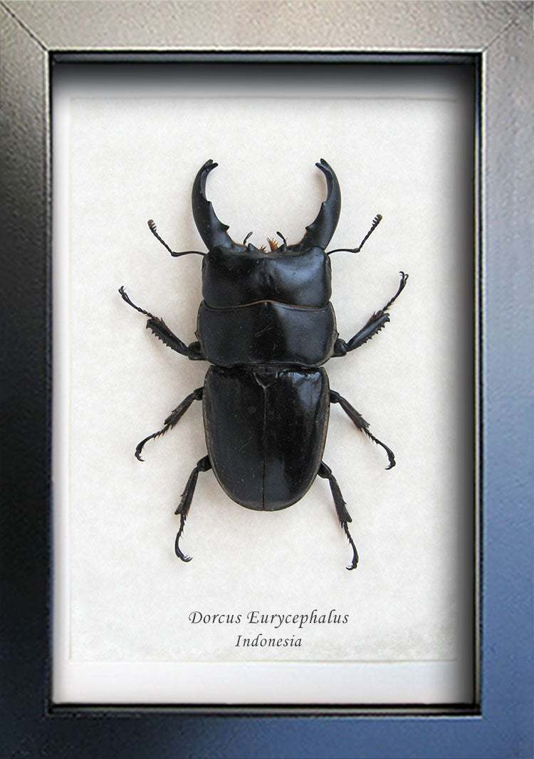 Real Stag Beetle Dorcus Eurycephalus Framed Entomology Museum Quality ...