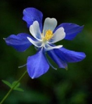 Mpb#3 Columbine Seeds Colorado Blue 500 Flower Seeds Fresh Garden USA SELLER - £18.03 GBP