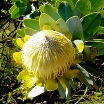 6pcs Protea Nitida (wagon tree) Flower Seeds* Easy To grow - £14.34 GBP