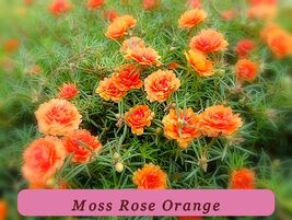 100 Orange Portulaca High Yield Moss Rose Portulaca Grandiflora Flower S... - $80.56 MXN
