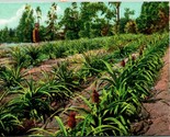 Vtg Postcard 1908 UDB - A Pineapple Plantation - California - Adolph Sel... - £10.27 GBP