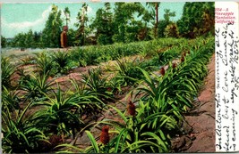 Vtg Postcard 1908 UDB - A Pineapple Plantation - California - Adolph Selige Pub - £9.35 GBP