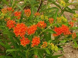 Butterfly Weed 35 Seeds - $8.98