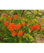 Butterfly Weed 35 Seeds - $8.98