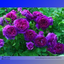 Dark Purple Climbing Rose Flower Organic Seeds 50 Seeds Gardening - $8.22