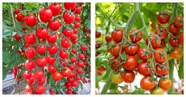 5 Bags (100 Seeds / Bag) of &#39;Waterfall&#39; Tomato Seeds for Strong Yields - £16.58 GBP