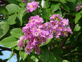 Lagerstroemia Speciosa Queen S Crape Myrtle Fresh Seeds - £14.97 GBP