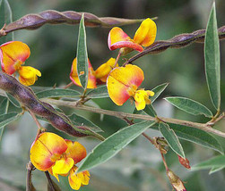 CAJANUS CAJAN pigeon pea gandules seed exotic edible beans rare gandul 100 SEEDS - $14.99