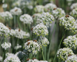 Mountain Mint Pycnanthemum Virginianium  100 Seeds - $8.99