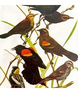 Red Winged Blackbirds Bobolink 1936 Bird Art Lithograph Color Plate Prin... - $54.86 CAD