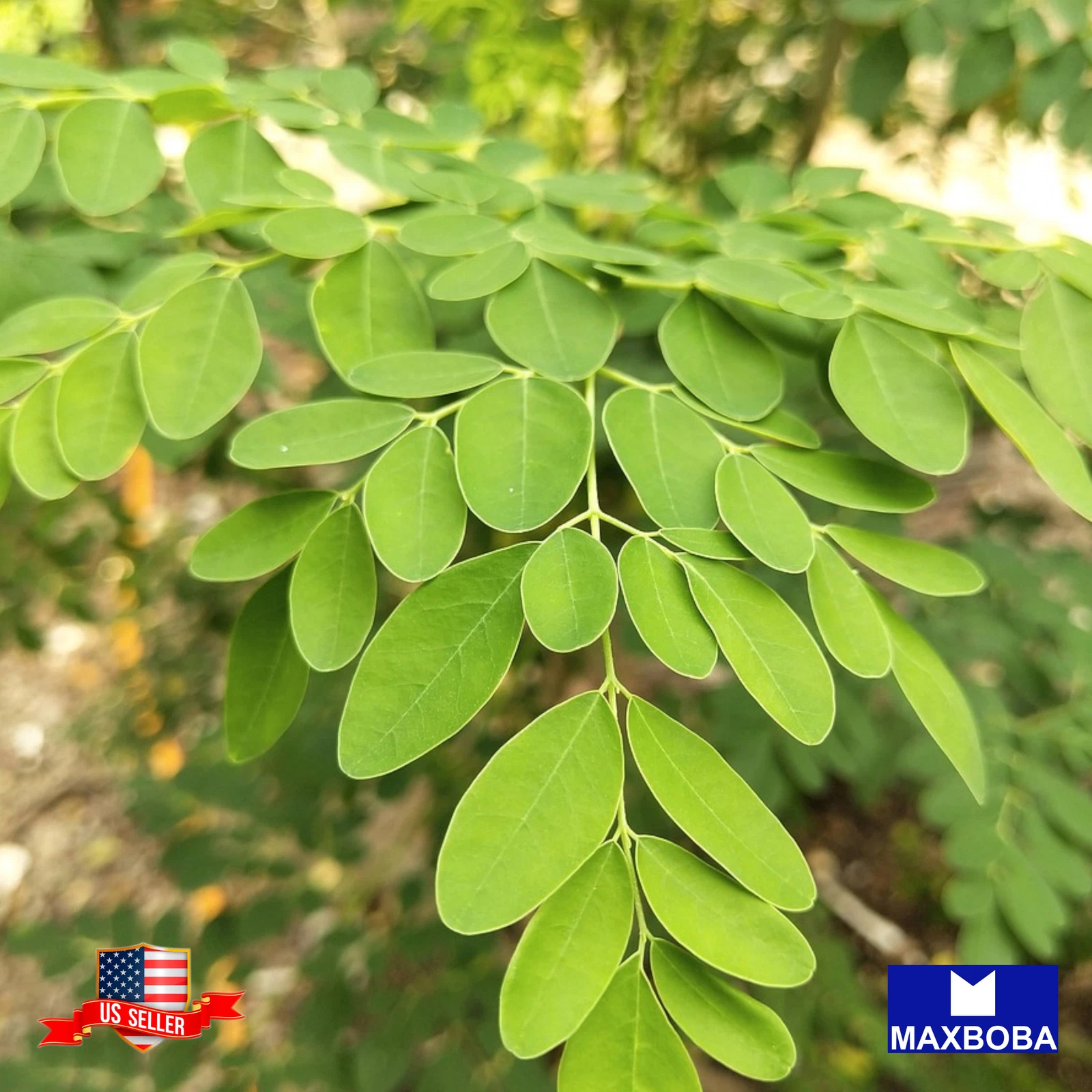 06 Moringa Seeds  Non-GMO Vegetable  BOGO 50% OFF - $9.67