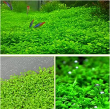 1000 Seeds Aquarium Grass Seeds Aquatic Fish Tank Decor Water Plants Seeds Garde - $20.00