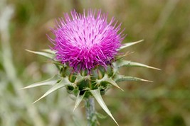 75 Milk Thistle Seeds Organic Silybum Marianum Culinary And Fresh Gardening USA  - £7.38 GBP