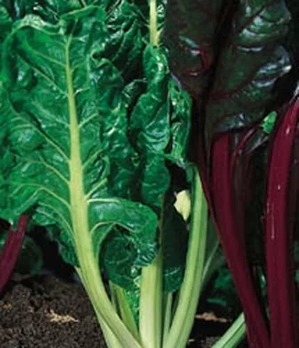 Fresh Seeds Swiss Chard Dhook Giant Vegetable 1000 Seeds - $15.58