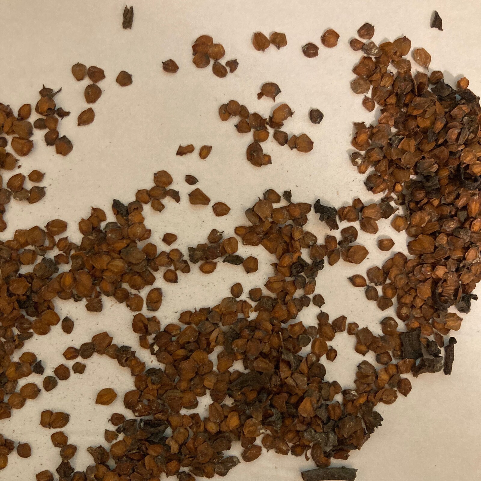 Hazel Alder Tree Seeds ALNUS INCANA Speckled AlderSmooth AlderThinleaf ...