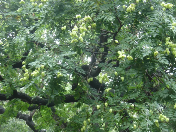 Pagoda Japanese Pagoda Tree 30 Seeds Fresh Garden USA Shipping - £6.33 GBP