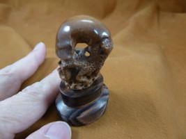 (tb-squid-6) little tan reef Squid TAGUA NUT palm figurine Bali carving ... - £33.65 GBP