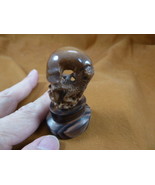 (tb-squid-6) little tan reef Squid TAGUA NUT palm figurine Bali carving ... - £33.53 GBP