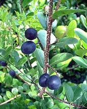 Garden Store 5 Chrysobalanus Icaco Cocoplum Sweet Exotic Tropical Plum Edible Fr - $16.78