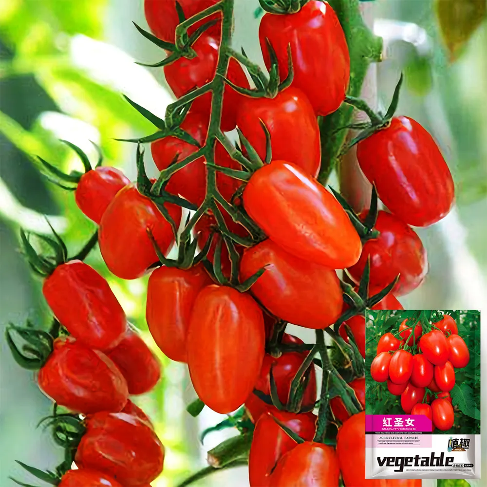5 Bags (200 Seeds / Bag) Red Saint Cherry TomatoesItem NO.: ZZ-1723 - $28.40
