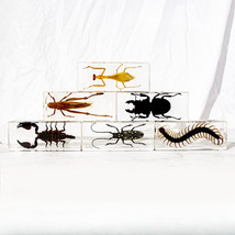 5 Pcs Real Resin Insect Specimens Real Scorpion Centipede Desktop Crafts - £77.13 GBP