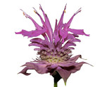 Bergamot Wild 600  Seeds Bee Balm A Perennial Medicinal Herb &amp; Culinary ... - £7.22 GBP