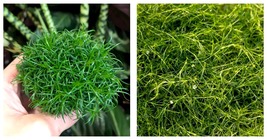 Imported Irish Moss Seeds, Sagina Subulata SE Seeds 1000 Pcs Seeds  - £19.10 GBP