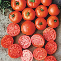 50 + seeds Mountain Glory Tomato Tomatoe Vegetable Garden Edible Canning... - £6.90 GBP