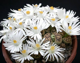 FMG Lithops Karasmontana Living Stone Mesemb Pebble Succulent Seed 30 Se... - $19.51