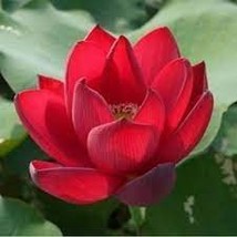 &#39;Bride&#39; Red Lotus Flower Water Lily Flower Aquatic Plants 1 PCS Seeds - $136.96 MXN