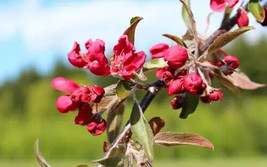 25 Crimson Cascade Crabapple Seeds for Garden Planting - $8.43