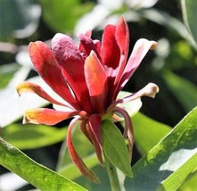 10 Sweetshrub Carolina Allspice Fragrant Calycanthus Floridus Shrub Flower Seeds - £6.59 GBP