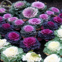 New Fresh Brassica Oleracea Ornamental Cabbage Kale 10 Seeds Mixed White Purple  - $3.72